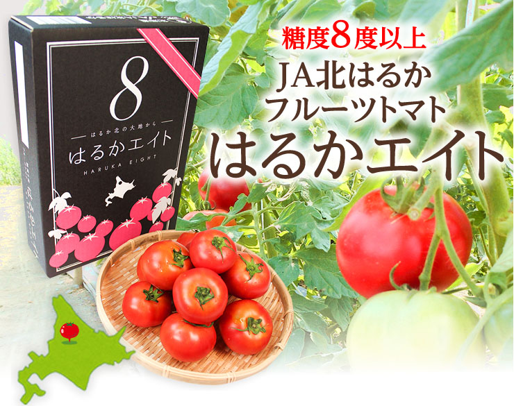 JA北はるか フルーツトマトはるかエイト12～15玉入り(約800g)《7月
