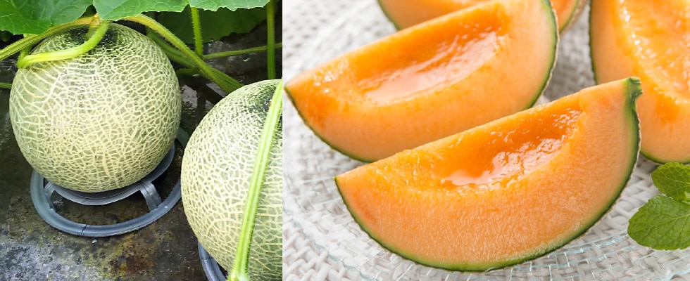 アサヒメロン秀品約2.0kg×2玉《6月中旬～発送開始》 | HOKUREN GREEN +