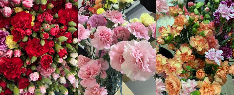 ����Į�������ץ졼�����͡�������MIX��50��