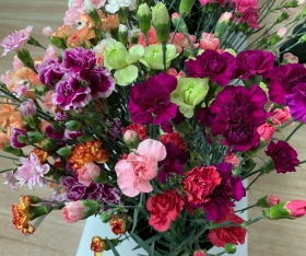 ����Į�������ץ졼�����͡�������MIX��50��