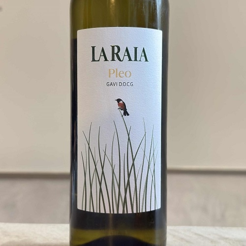 サルコカウロン ペニクリナム ユーフォルビオイデス カカリオイデス 3株セット コーデックス：サルコカウロン ペニクリナム*葉幅3.5cm 現品！一品