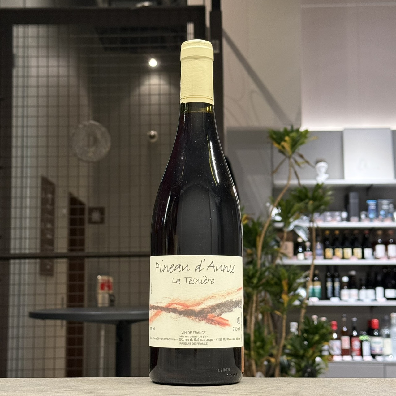 タンザニア産　プレウスオオツノハナムグリ　96mm タンザニア産 プレウスオオツノハナムグリ 96mm 【公式通販】