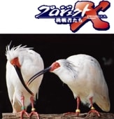 �ڥץ���������X�� �ץ��������ȣء�������Ļ �ȥ� ��ǰ������ �ʣģ֣ġ�