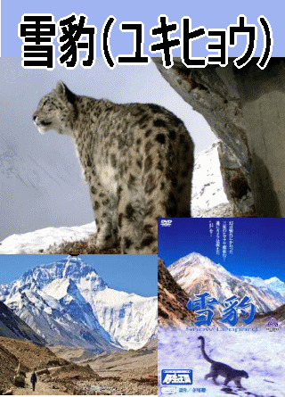 絶版 雪豹 ユキヒョウ 写真集 神の獣 株式会社ラーテルハート 神