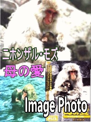 障害を持ったニホンザル・モズの子育て。母の愛。DVD