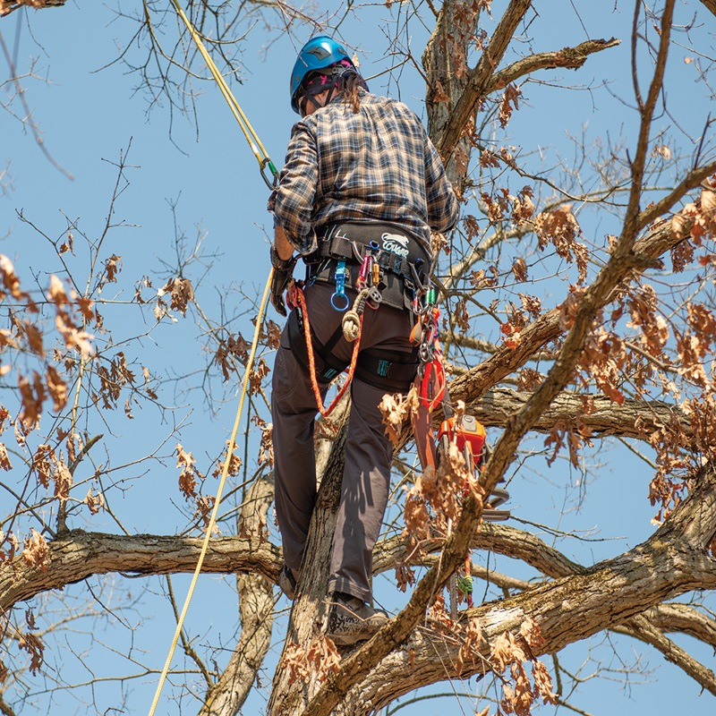 ɥ åȥåդ L / Cougar Saddle with Leg Straps Lڼʡ