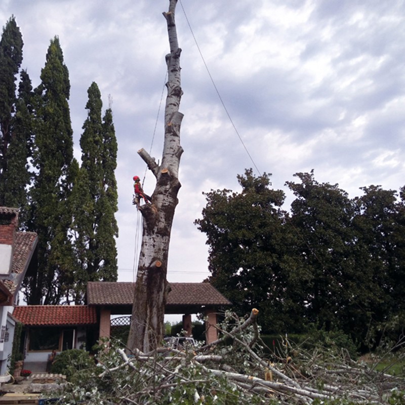 CAMP �ĥ꡼�������� XT TREE ACCESS XT Size:S-L