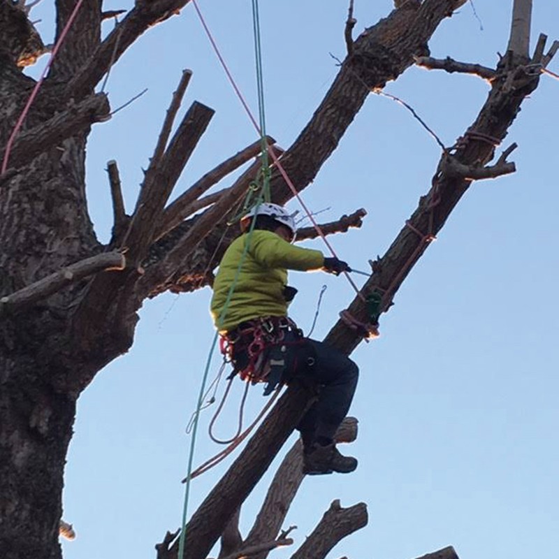 CAMP �ĥ꡼�������� ������ TREE ACCESS EVO Size:S-L