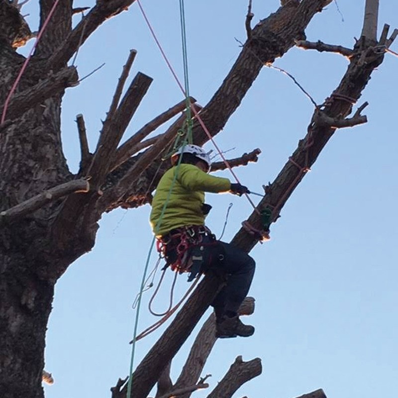 CAMP ツリーアクセス エヴォ TREE ACCESS EVO Size:L-XXL | TREE