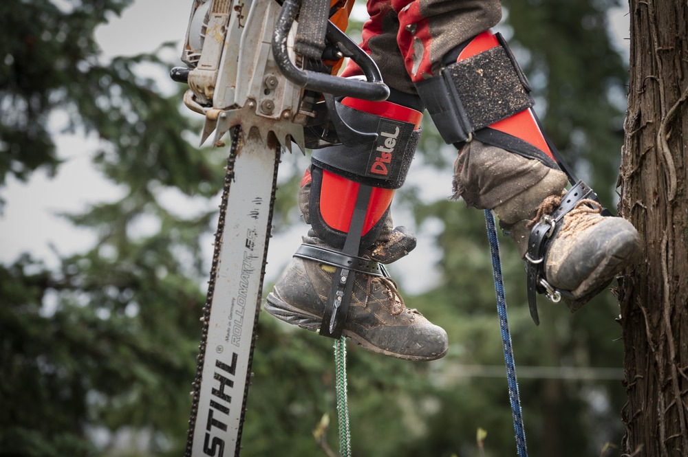 Distel ƥ 硼ȥ ٥륯