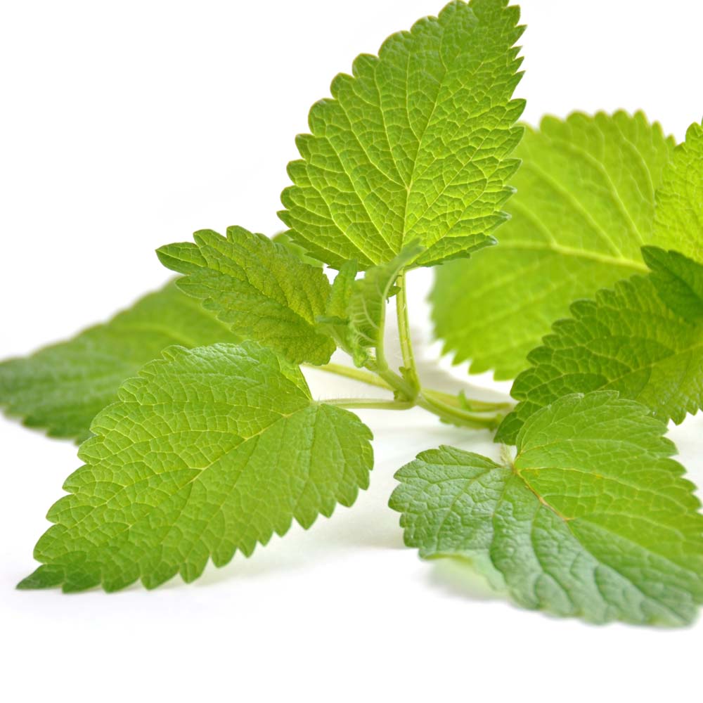 フレーバーライフ メリッサ レモンバーム Jaa Online Shop