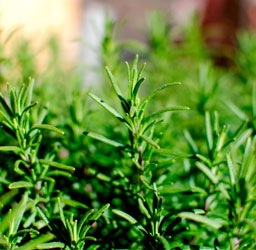 Ksa ローズマリー シネオール 10ml Jaa Online Shop