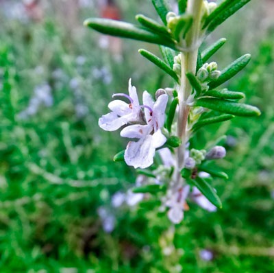 Ksa ローズマリー シネオール 10ml Jaa Online Shop