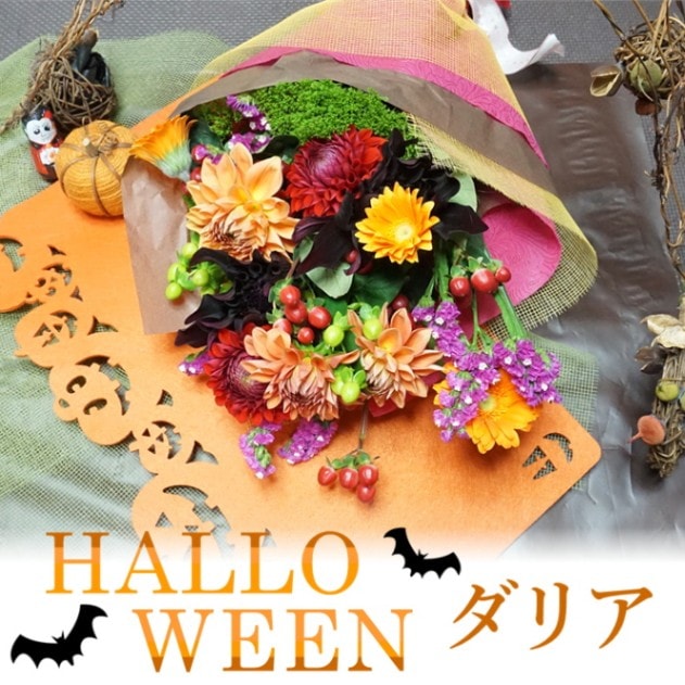 ハロウィンダリア　約１０本　S723　10月中旬～10月下旬発送