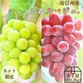 S024 ぶどう　シャインマスカット＆クイーンルージュMIX　約1.2kg(2房)【冷蔵】 9月中旬～10月上旬発送