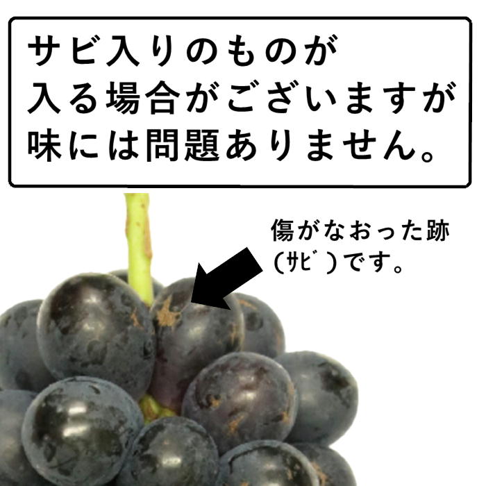 S014 ぶどう カップ入りナガノパープル 約900g 約180ｇ 5カップ ぶどう Jaみなみ信州 Online Store