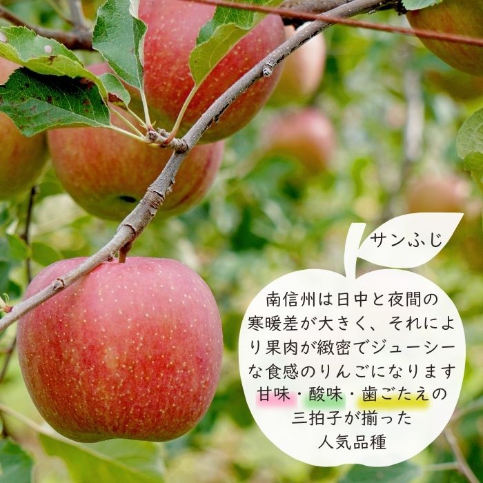 蜜入り特選【極み】りんご サンふじ 約2.5kg(7～8玉)　S339　11月下旬～12月中旬発送