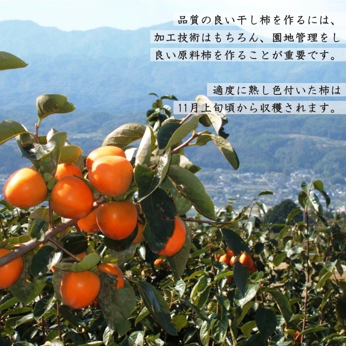 S416 お家でぱくぱく!市田柿 個包装大粒24粒入 2025年12月中旬以降~発送