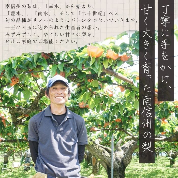 S208 梨 南水【太鼓判】（特殊貯蔵品）約2.5kg(6玉)［冷蔵］　11月中旬～発送