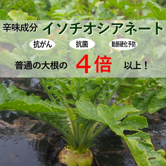 親田辛味大根(大玉)　＆　乾蕎麦セット　S937