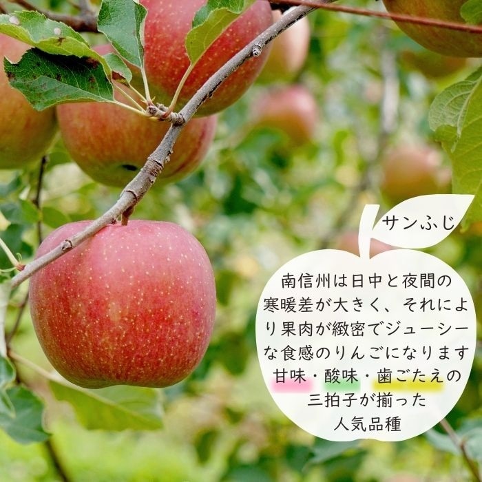 りんご サンふじ【贈答用】 約2.5kg(9～10玉)　S334　11月下旬～12月中旬発送