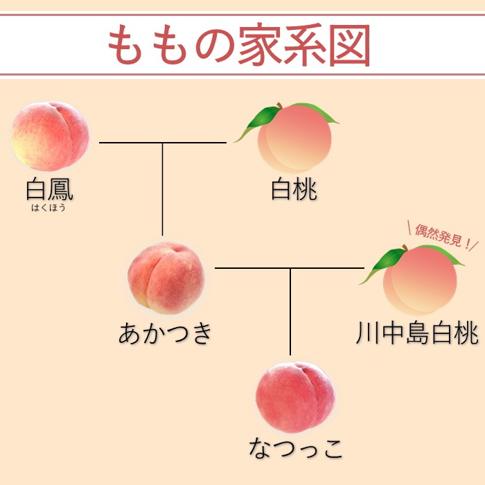 S102　桃　あかつき【太鼓判】約2.3kg(6～7玉)　【冷蔵】 7月下旬～発送