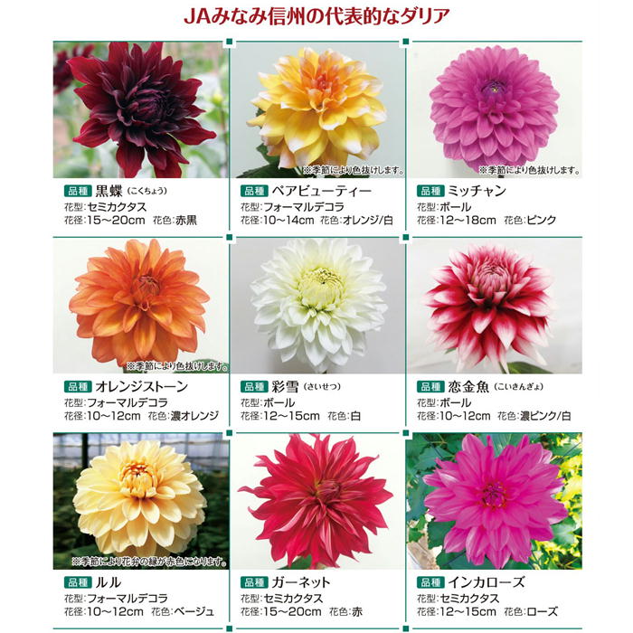 お月見ダリア　約１０本　S722　9月中旬～9月下旬発送