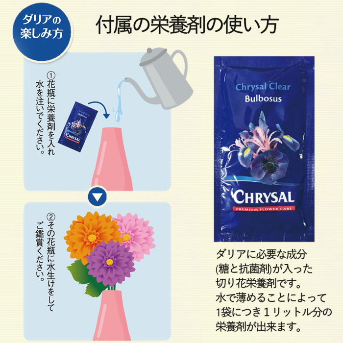 お月見ダリア　約１０本　S722　9月中旬～9月下旬発送