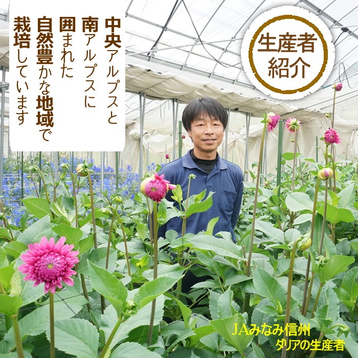 お月見ダリア　約１０本　S722　9月中旬～9月下旬発送