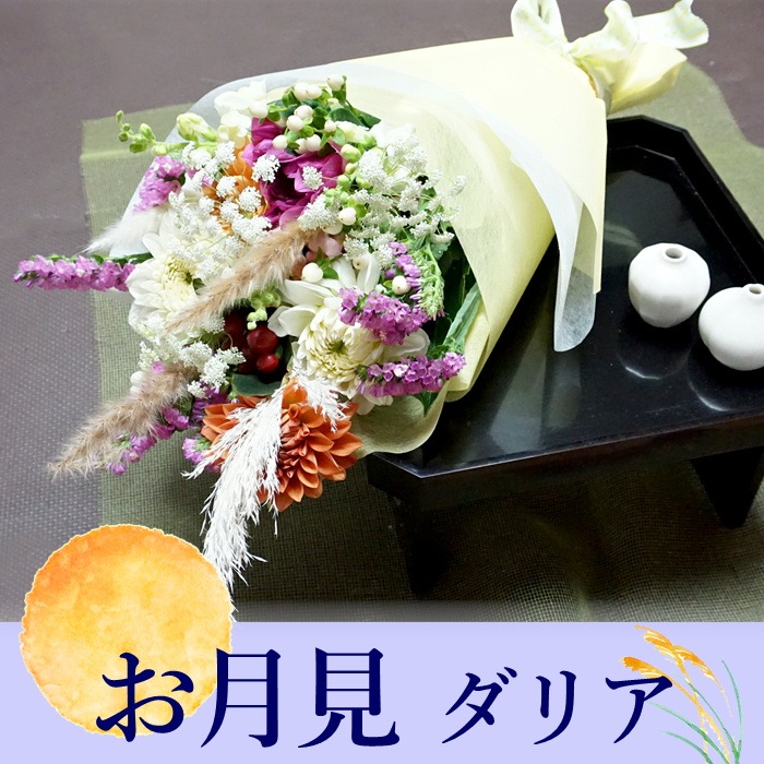 お月見ダリア　約１０本　S722　9月中旬～9月下旬発送