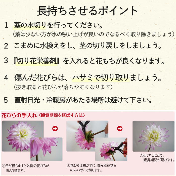 お月見ダリア　約１０本　S722　9月中旬～9月下旬発送