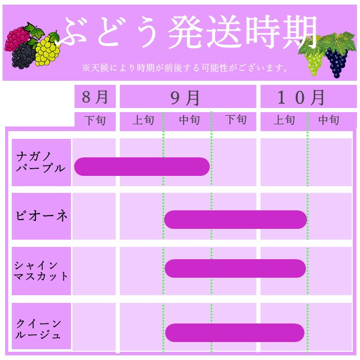 S004 ぶどう　ナガノパープル約2kg(3～5房)【冷蔵】　8月下旬～9月中旬発送