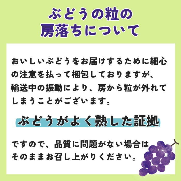 S004 ぶどう　ナガノパープル約2kg(3～5房)【冷蔵】　8月下旬～9月中旬発送