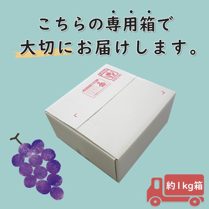 S020 ぶどう クイーンルージュR 約1kg(2房)【冷蔵】 9月下旬~10月中旬発送