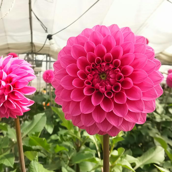 クリスマスダリア 9~11本 S724 12月中旬発送