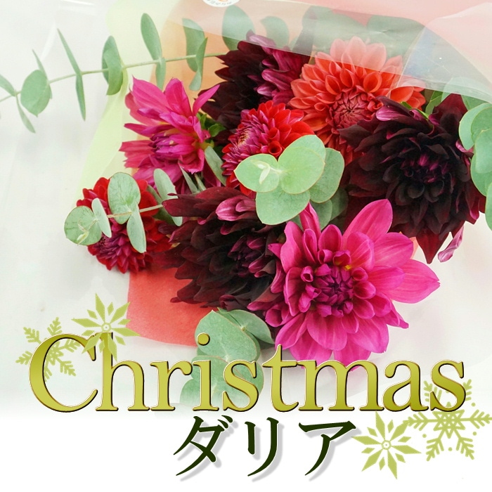 クリスマスダリア 9~11本 S724 12月中旬発送