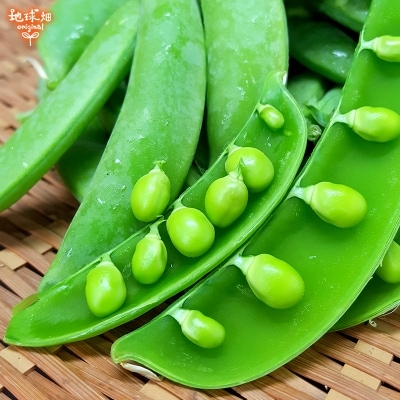 スナップエンドウ 100g 冷蔵便 発送期間1月下旬～4月 | パック売り野菜 