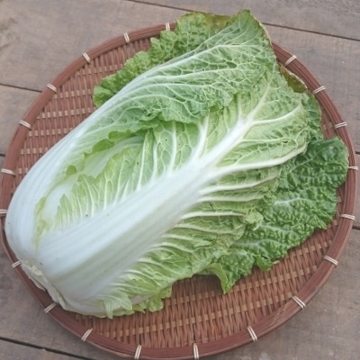 白菜 1玉 1.2kg以上 発送期間12月下旬～ | パック売り野菜 | 地球畑