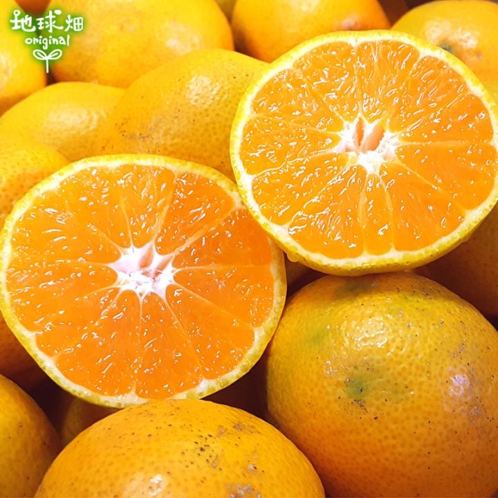 温州みかん 2kg 特別栽培 発送期間10月～1月 | くだもの | 地球畑
