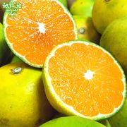 �����ߤ��� 4kg ���̺��� ȯ������9��ܡ�12��