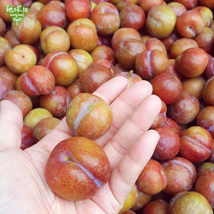 すもも がらり 農薬不使用 10kg がらり(すもも) 2kg 鹿児島県産 加工用 化学肥料・農薬不使用