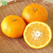 2����ȯ������ �ȴŲ� ���1�ĥѥå� ȯ������1���4��