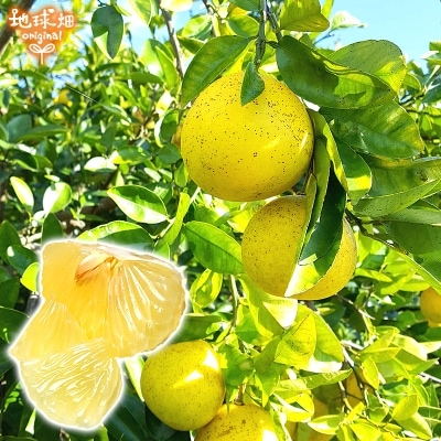 ����ݥ��(�ѡ��봻) 10kg ȯ������1��3��