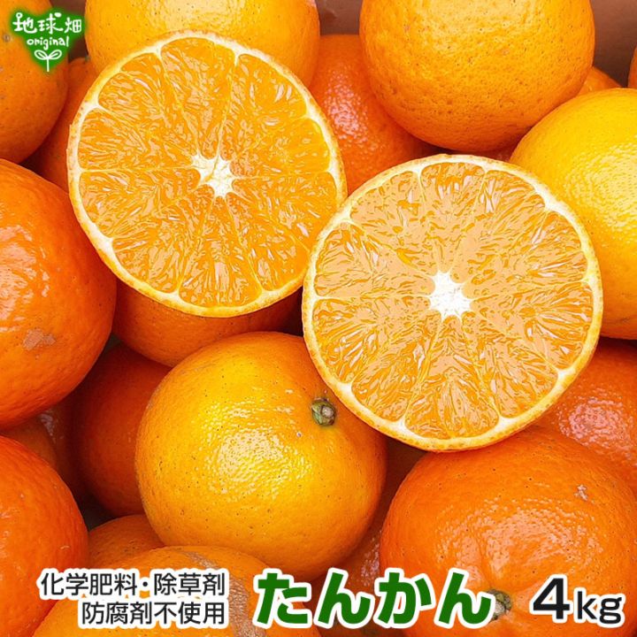 残りわずか たんかん 4kg 特別栽培 タンカン 発送期間2月下旬～3月上旬