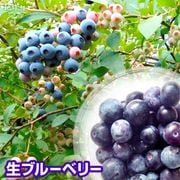 �֥롼�٥꡼ 100g ��¢�� ȯ������6������8�����