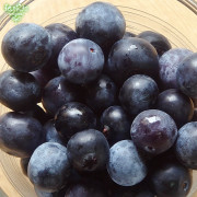 ֥롼٥꡼ 100g12p ¢ ȯ68