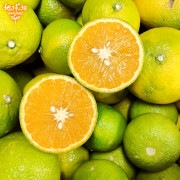 ������ �������ȥ��ץ�� 4kg ȯ������12��1��