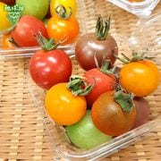 ���顼�ߥ˥ȥޥ� 150g��16p ��¢�� ȯ������6���7��