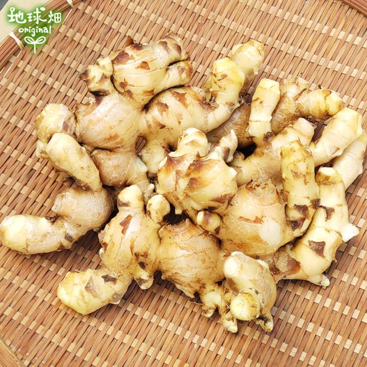 2026年産 新生姜 2kg しょうが 冷蔵便 | 箱売り野菜 | 地球畑【公式