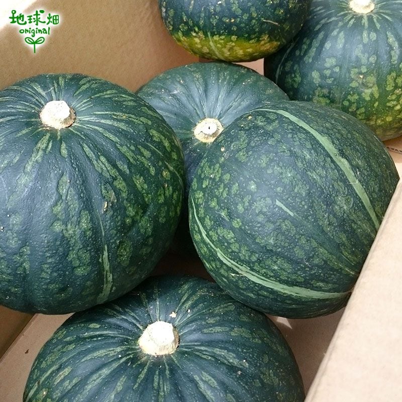 南瓜 かぼちゃ 約10kg (4～10玉) 栗系品種 発送期間6月中旬～7月、11月 